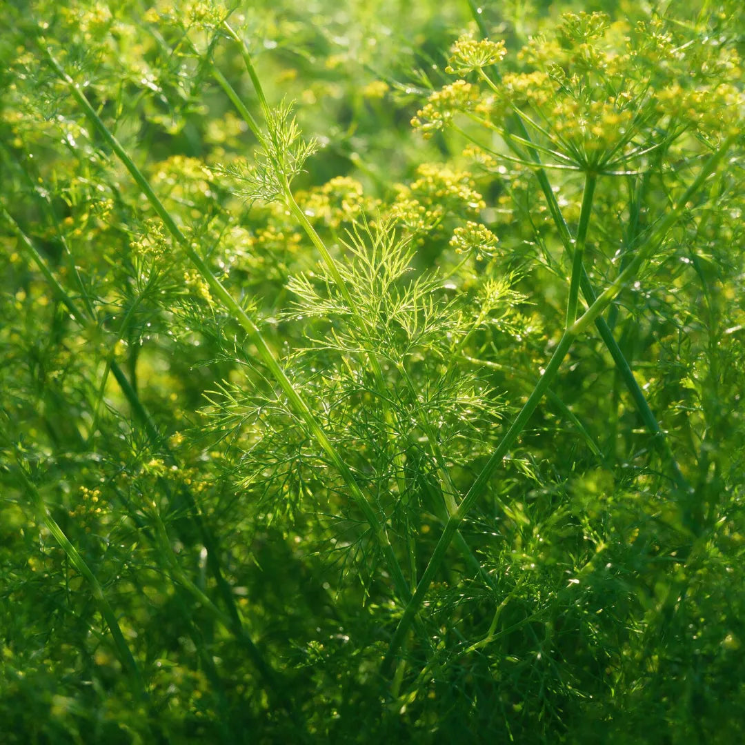 Aneto - Anethum graveolens L.
